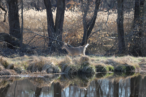 Public Golf Course «Queenstown Harbor Golf Course», reviews and photos, 310 Links Ln, Queenstown, MD 21658, USA