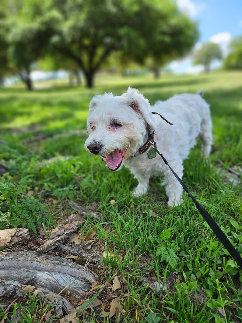 Vetsavers Pet Hospital