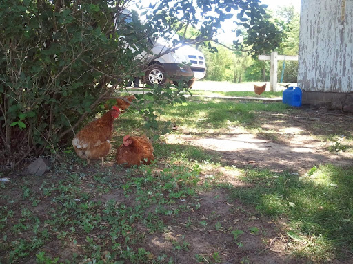 Health Food Store «Amish Healthy Foods», reviews and photos, 1025 N Western Ave, Chicago, IL 60622, USA