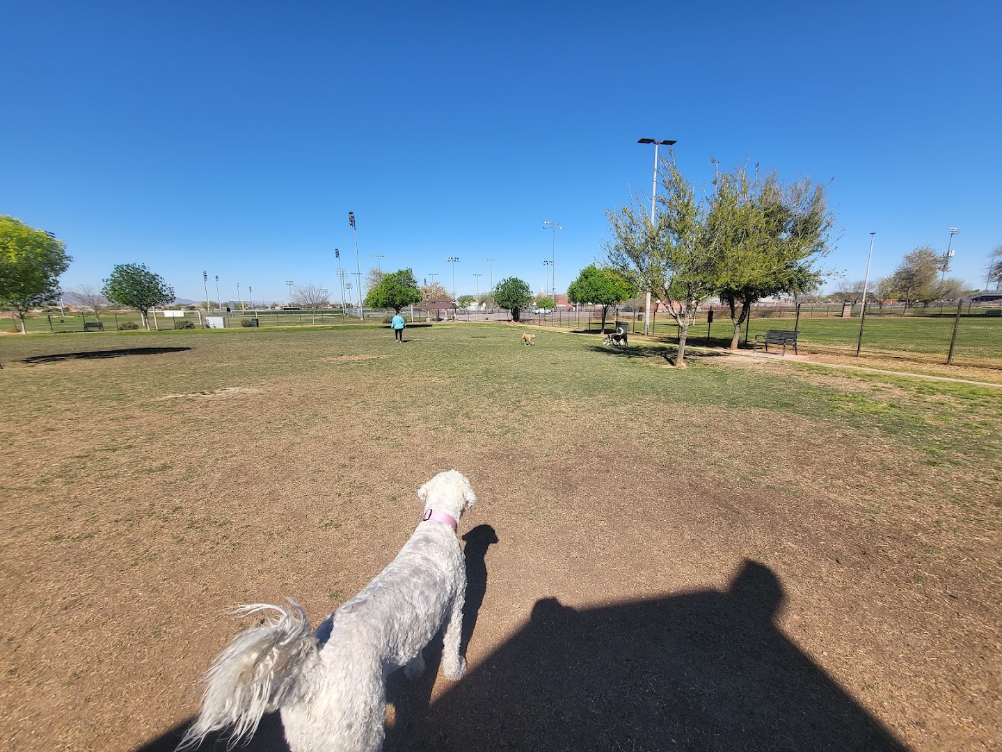 Cesar Chavez Dog Park