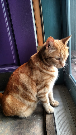 Untangled Pet Styling Salon