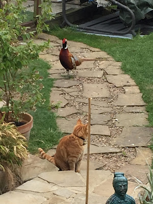 Hartleywood Cattery