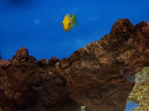 Pet Supply Store «Petco Animal Supplies», reviews and photos, 298 Spring Creek Drive, Franklin, TN 37067, USA