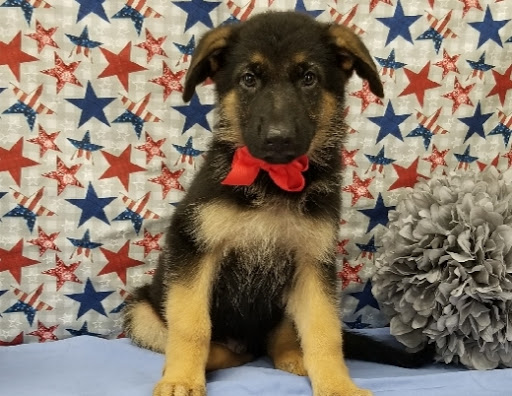 Pet Store «Happiness Is Pets», reviews and photos, 15647 94th Ave, Orland Park, IL 60462, USA