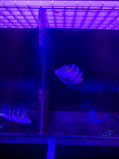 Tropical Fish Store «The Reef Shoppe», reviews and photos, 900 Morris Park Ave, Bronx, NY 10462, USA