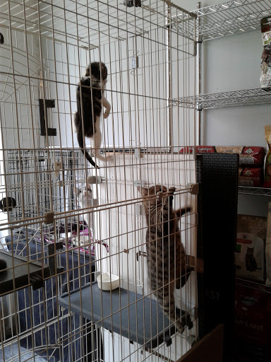 Pet Store «Bushy Tails», reviews and photos, 1087 Flushing Ave, Brooklyn, NY 11237, USA