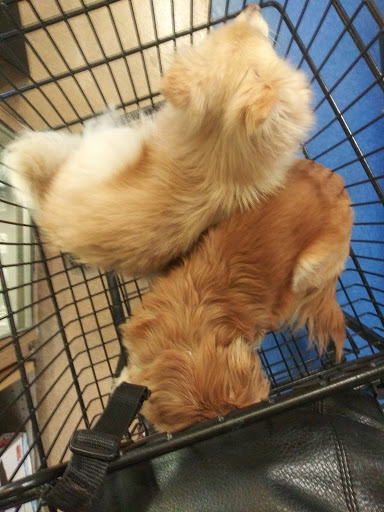 Pet Supply Store «Petco Animal Supplies», reviews and photos, 30697 US Hwy 19 N, Palm Harbor, FL 34684, USA