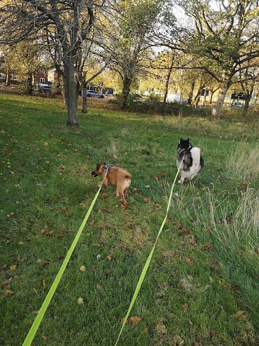 Reviews of Little Large Giant Dog Walking & Training in Manchester - Dog trainer