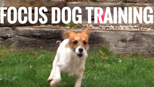 Focus Dog Training - Obedience Dog Training