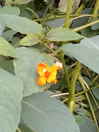 Park «Gorge Metro Park», reviews and photos, 1160 Front St, Cuyahoga Falls, OH 44223, USA