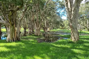 Lachlan Swamp image