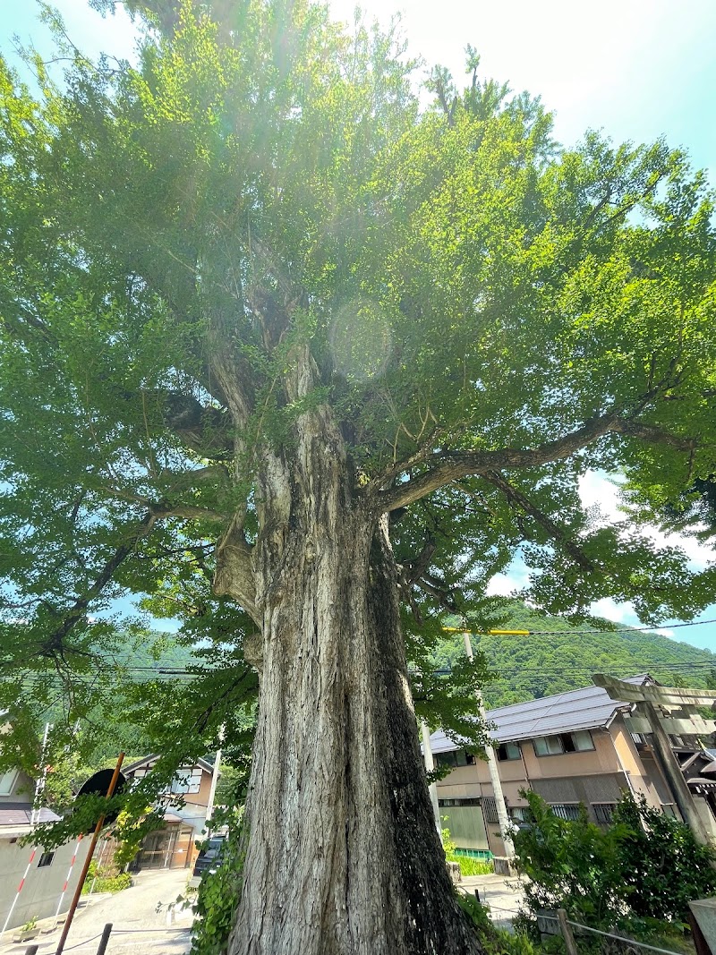 瀬戸の夜泣きイチョウ