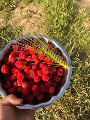 Framboises en Bray • Producteur de Framboise à Mortemer