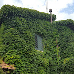 Photo n°11 de l'avis de alessandro.i fait le 24/06/2018 à 08:16 sur le  Hotel Ristorante La Culla del Lago à Castel Gandolfo