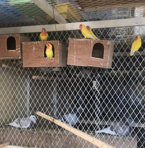 محل فريح فهد محسن القعود للحيوانات الاليفة – الاحياء الجميلة 