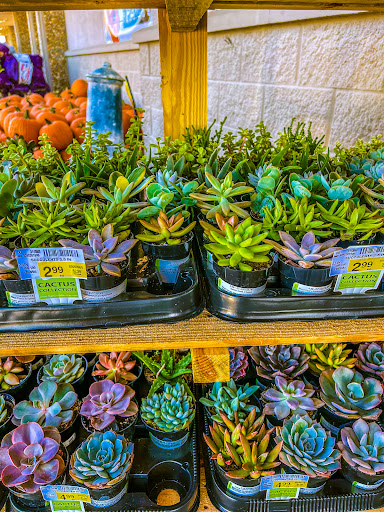 Grocery Store «Albertsons», reviews and photos, 2321 W University Dr, Denton, TX 76201, USA