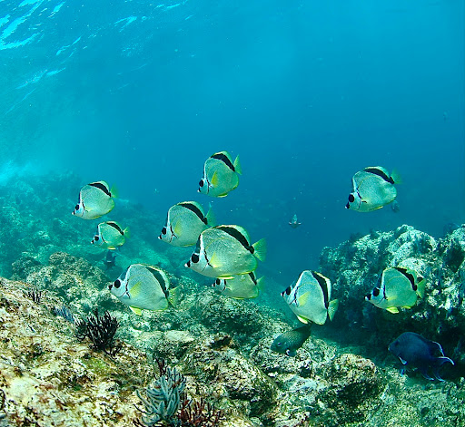 Acapulco Scuba Center