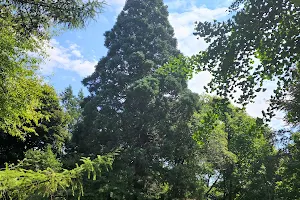 Giant sequoia at Lake Bluff arboretum in Manistee image