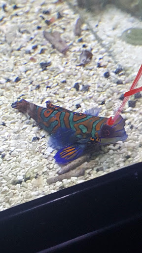 Tropical Fish Store «Pisces Reef Fish Emporium, LLC», reviews and photos, 9326 W Sahara Ave, Las Vegas, NV 89117, USA