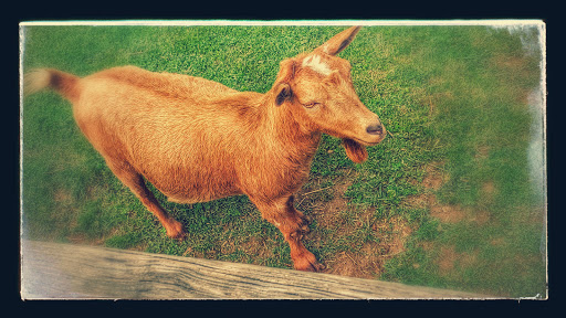 Zoo «Luray Zoo A Rescue Zoo», reviews and photos, 1087 U.S. 211, Luray, VA 22835, USA