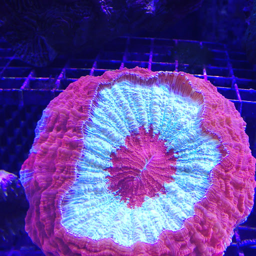 Aquarium «Marine EXTREMES», reviews and photos, 6257 E 21st St N