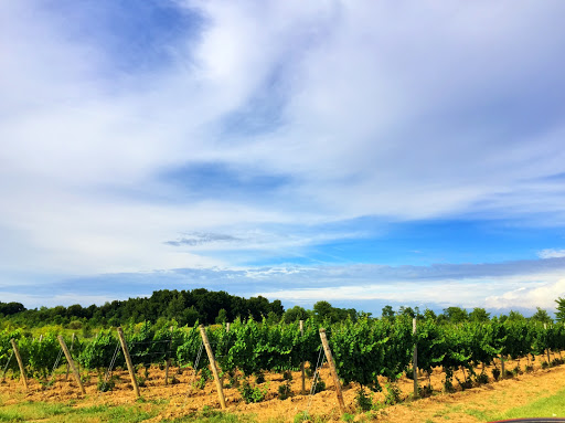 Vineyard «Harpersfield Vineyard», reviews and photos, 6387 OH-307, Geneva, OH 44041, USA