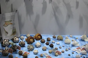 Isfahan Seashell Museum image