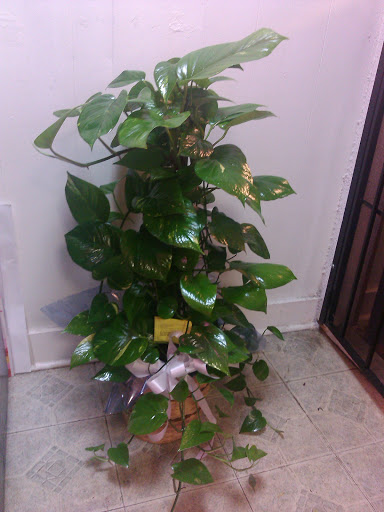 Florist «Flowers by Monica», reviews and photos, 9210 Homestead Rd a, Houston, TX 77016, USA