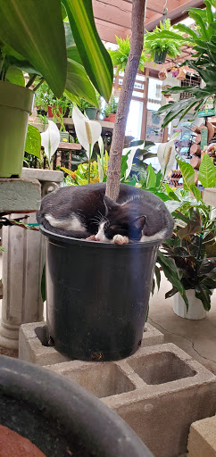 Garden Center «International Garden and Floral Design Center», reviews and photos, 155 N Sepulveda Blvd, El Segundo, CA 90245, USA