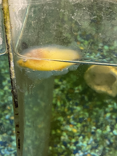 Pet Supply Store «PetSmart», reviews and photos, 1621 E Monte Vista Ave b, Vacaville, CA 95688, USA