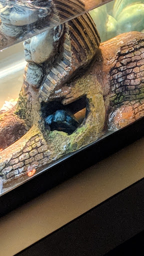 Pet Store «Animal Ark Pet Stores», reviews and photos, 33 Center St, Orem, UT 84057, USA