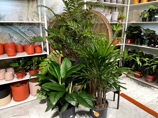 Paraso Plant Studio image