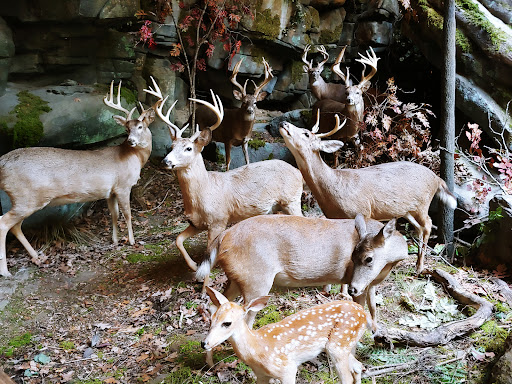 Sporting Goods Store «Bass Pro Shops», reviews and photos, 1935 S Campbell Ave, Springfield, MO 65807, USA