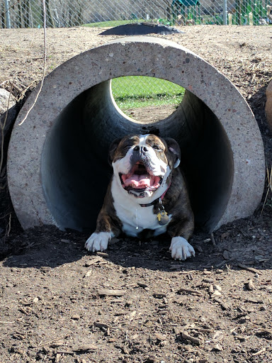 Dog Park «Bassett Creek Dog Park», reviews and photos, 32nd Ave N, Crystal, MN 55422, USA