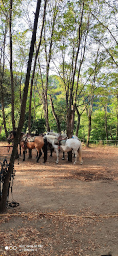 Centre Equestre de Chassournet 44.499342, 4.231866 à Vernon