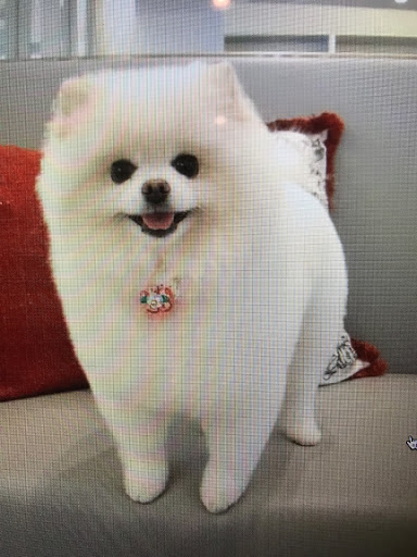 Pet Groomer «iPaw Pet Salons (Evans Rd.)», reviews and photos, 20770 US-281 #106, San Antonio, TX 78258, USA