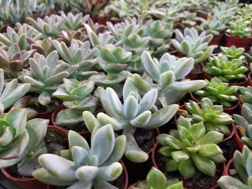 Home Improvement Store «The Home Depot», reviews and photos, 1303 Rivery Blvd, Georgetown, TX 78626, USA