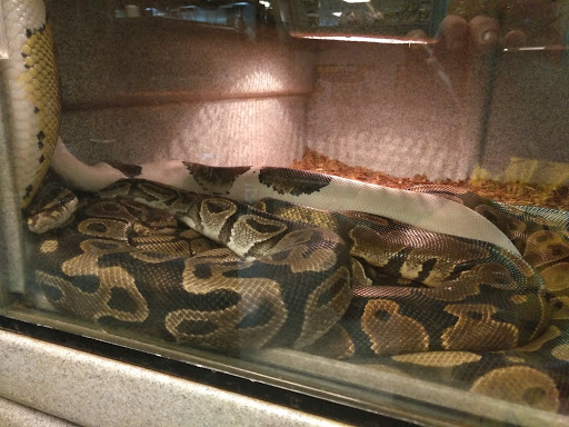 Pet Store «Exotic Pets», reviews and photos, 2410 N Decatur Blvd #160, Las Vegas, NV 89108, USA