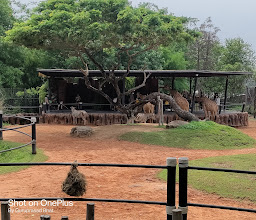 Hua Hin Safari & Adventure Park photo