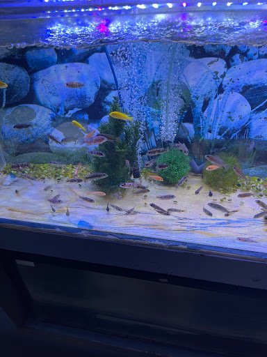 Tropical Fish Store «Rosemead Aquarium», reviews and photos, 9123 Valley Blvd, Rosemead, CA 91770, USA