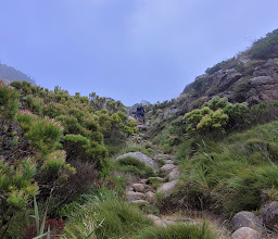 Newlands Forest photo