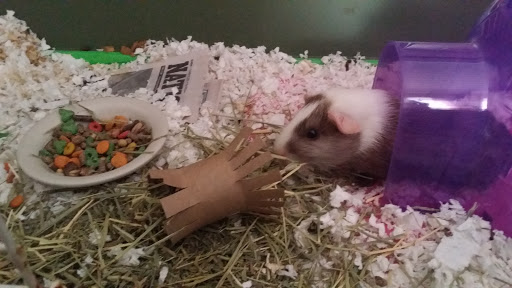 Pet Supply Store «Petco Animal Supplies», reviews and photos, 7223 Coastal Blvd, Brooksville, FL 34613, USA