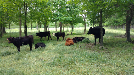 Livestock breeder Durham