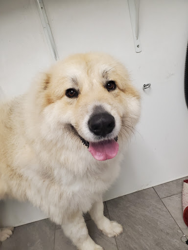 Pet Groomer «Splash and Dash Groomerie & Boutique», reviews and photos, 224 Peachtree East Shopping Center, Peachtree City, GA 30269, USA