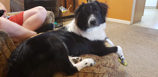 Pet Supply Store «All Natural Pet Center», reviews and photos, 7139 Marine Rd, Edwardsville, IL 62025, USA