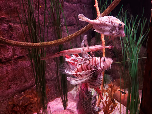 Aquarium «SEA LIFE Kansas City», reviews and photos, 2475 Grand Blvd, Kansas City, MO 64108, USA