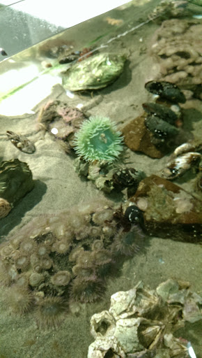 Aquarium «Seaside Aquarium», reviews and photos, 200 N Prom, Seaside, OR 97138, USA