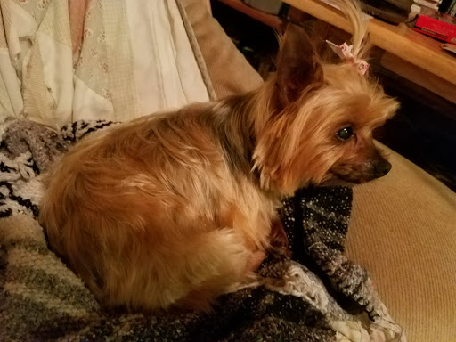 Pet Groomer «Shear Elegance Pet Boutique», reviews and photos, 918 John Marshall Hwy, Front Royal, VA 22630, USA