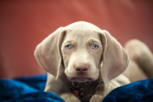 Mavericks Night Weimaraners