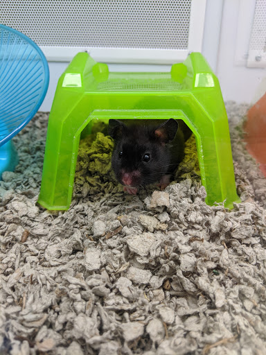 Pet Supply Store «Petco Animal Supplies», reviews and photos, 2373 W Ridge Rd, Greece, NY 14626, USA